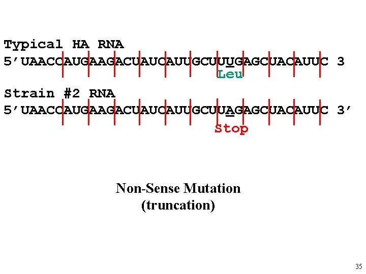 Typical HA RNA 5’UAACCAUGAAGACUAUCAUUGCUUUGAGCUACAUUC 3 Leu Strain #2 RNA 5’UAACCAUGAAGACUAUCAUUGCUUAGAGCUACAUUC 3’ Stop Non-Sense Mutation