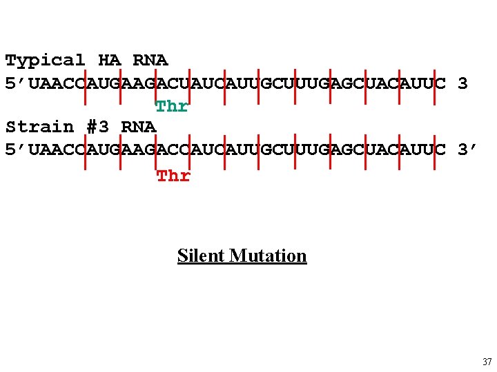 Typical HA RNA 5’UAACCAUGAAGACUAUCAUUGCUUUGAGCUACAUUC 3 Thr Strain #3 RNA 5’UAACCAUGAAGACCAUCAUUGCUUUGAGCUACAUUC 3’ Thr Silent Mutation