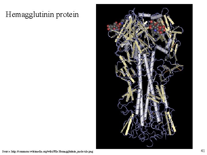 Hemagglutinin protein Source: http: //commons. wikimedia. org/wiki/File: Hemagglutinin_molecule. png 41 