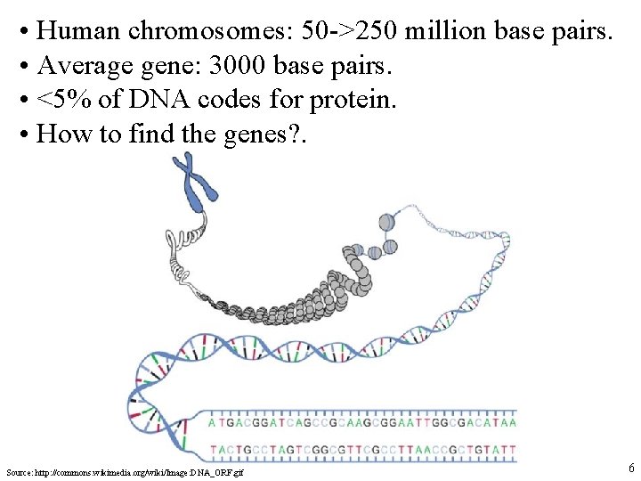  • Human chromosomes: 50 ->250 million base pairs. • Average gene: 3000 base