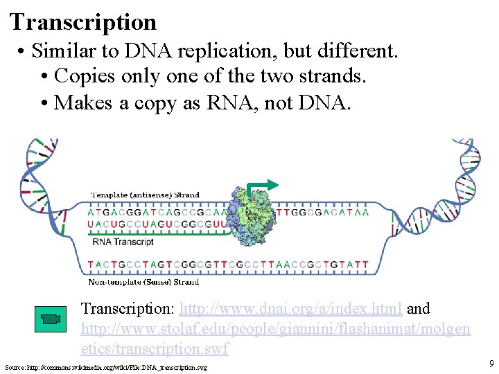 Transcription • Similar to DNA replication, but different. • Copies only one of the