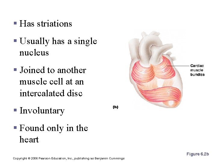 Cardiac Muscle Characteristics § Has striations § Usually has a single nucleus § Joined