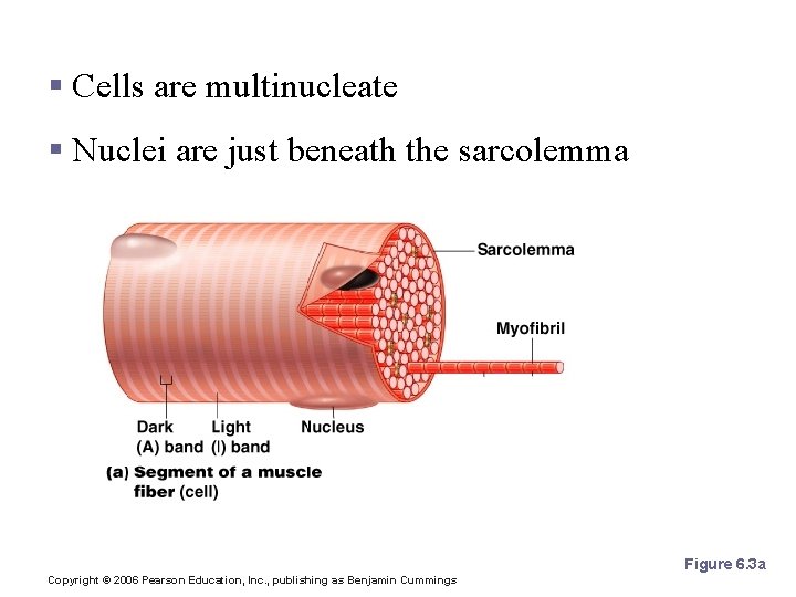 Microscopic Anatomy of Skeletal Muscle § Cells are multinucleate § Nuclei are just beneath