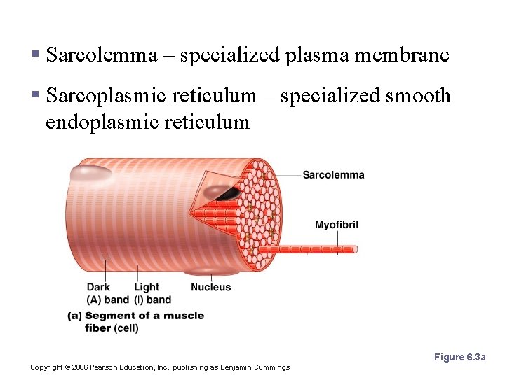 Microscopic Anatomy of Skeletal Muscle § Sarcolemma – specialized plasma membrane § Sarcoplasmic reticulum