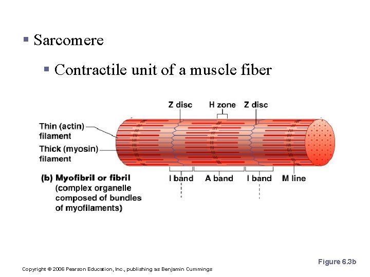 Microscopic Anatomy of Skeletal Muscle § Sarcomere § Contractile unit of a muscle fiber