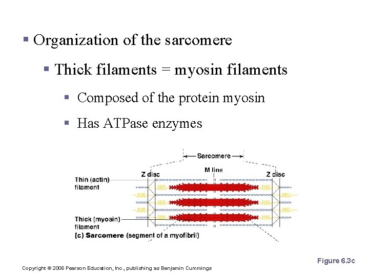 Microscopic Anatomy of Skeletal Muscle § Organization of the sarcomere § Thick filaments =