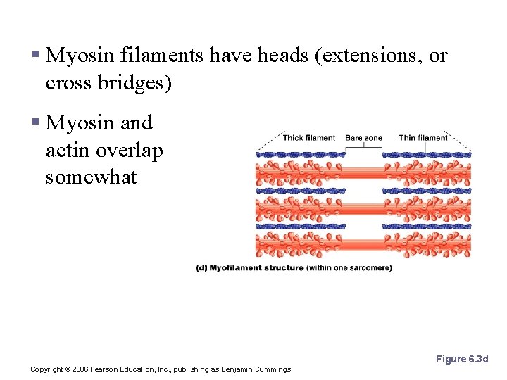 Microscopic Anatomy of Skeletal Muscle § Myosin filaments have heads (extensions, or cross bridges)