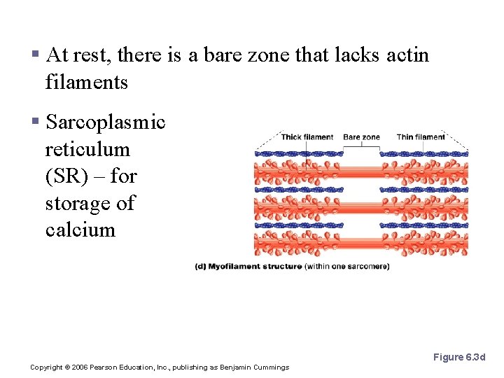 Microscopic Anatomy of Skeletal Muscle § At rest, there is a bare zone that