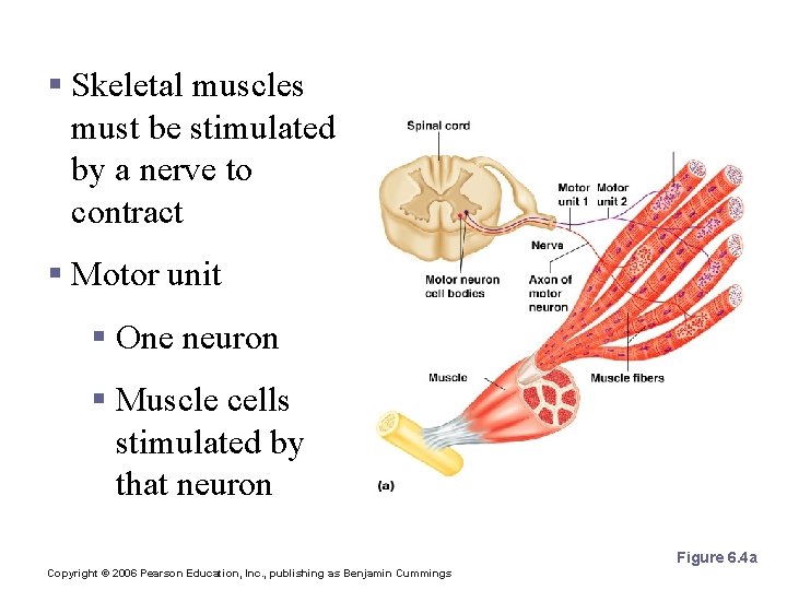 Nerve Stimulus to Muscles § Skeletal muscles must be stimulated by a nerve to
