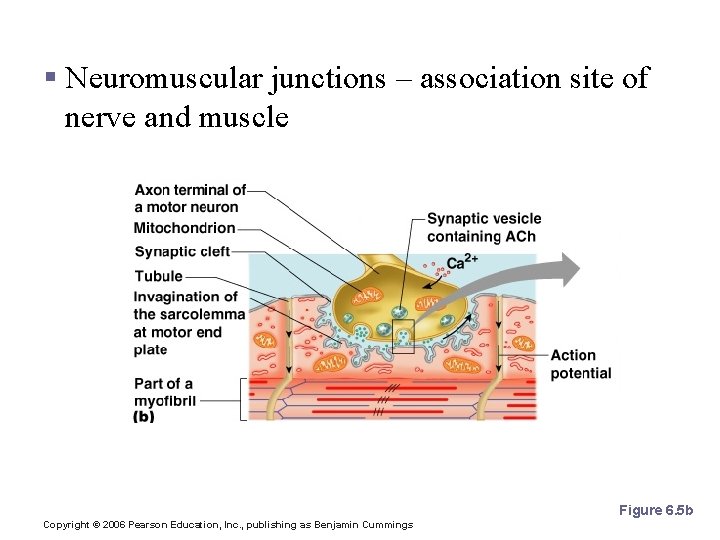 Nerve Stimulus to Muscles § Neuromuscular junctions – association site of nerve and muscle