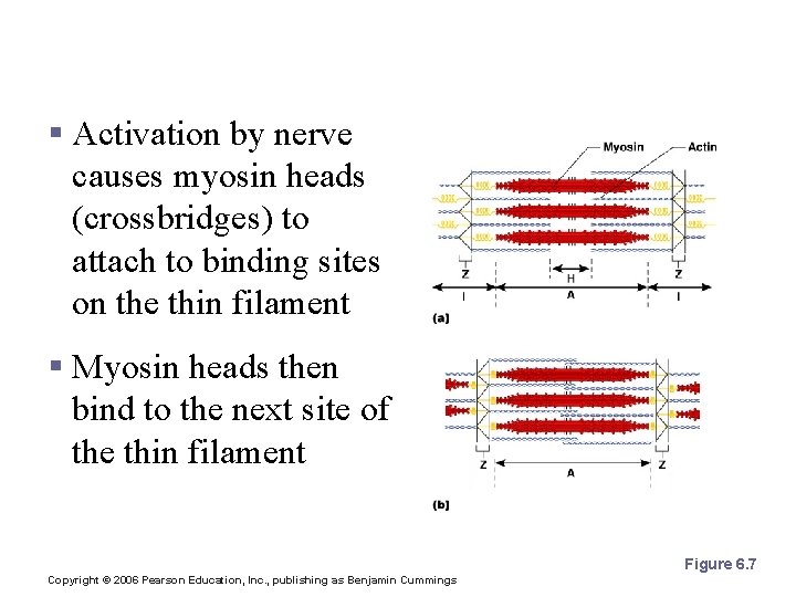 The Sliding Filament Theory of Muscle Contraction § Activation by nerve causes myosin heads