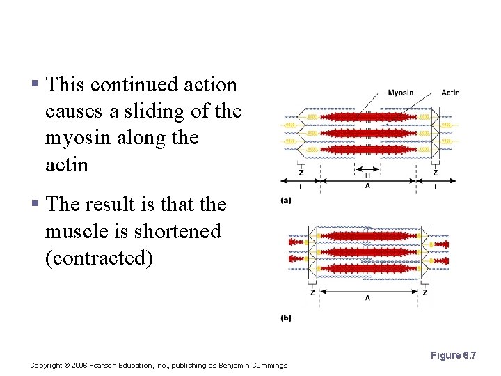 The Sliding Filament Theory of Muscle Contraction § This continued action causes a sliding