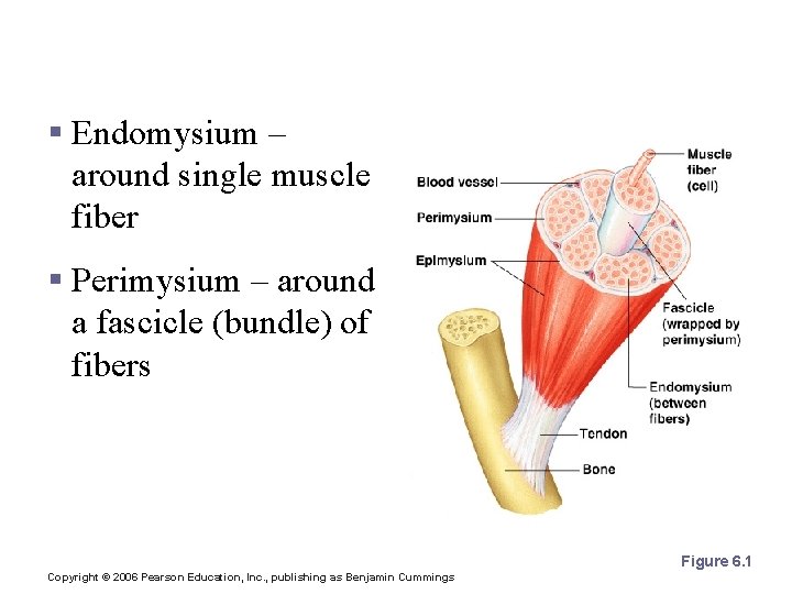 Connective Tissue Wrappings of Skeletal Muscle § Endomysium – around single muscle fiber §