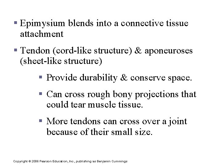 Skeletal Muscle Attachments § Epimysium blends into a connective tissue attachment § Tendon (cord-like