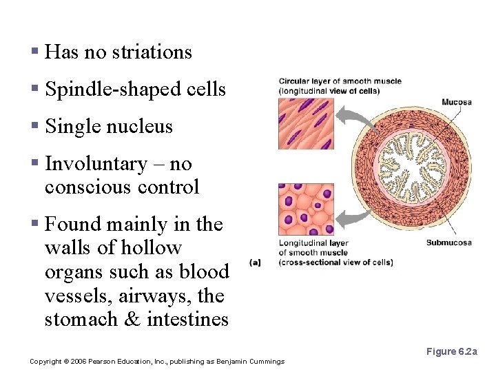 Smooth Muscle Characteristics § Has no striations § Spindle-shaped cells § Single nucleus §