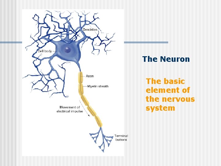 The Neuron The basic element of the nervous system 