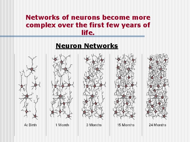 Networks of neurons become more complex over the first few years of life. Neuron