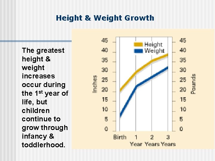Height & Weight Growth The greatest height & weight increases occur during the 1
