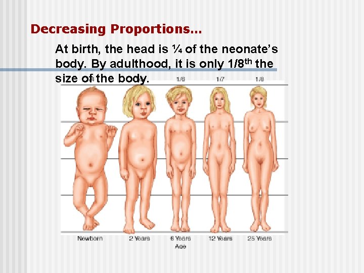 Decreasing Proportions… At birth, the head is ¼ of the neonate’s body. By adulthood,