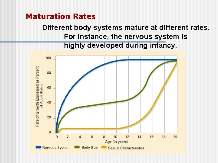 Maturation Rates Different body systems mature at different rates. For instance, the nervous system