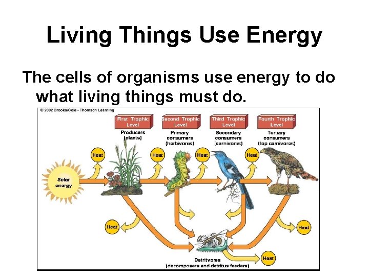 Living Things Use Energy The cells of organisms use energy to do what living