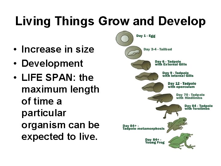 Living Things Grow and Develop • Increase in size • Development • LIFE SPAN: