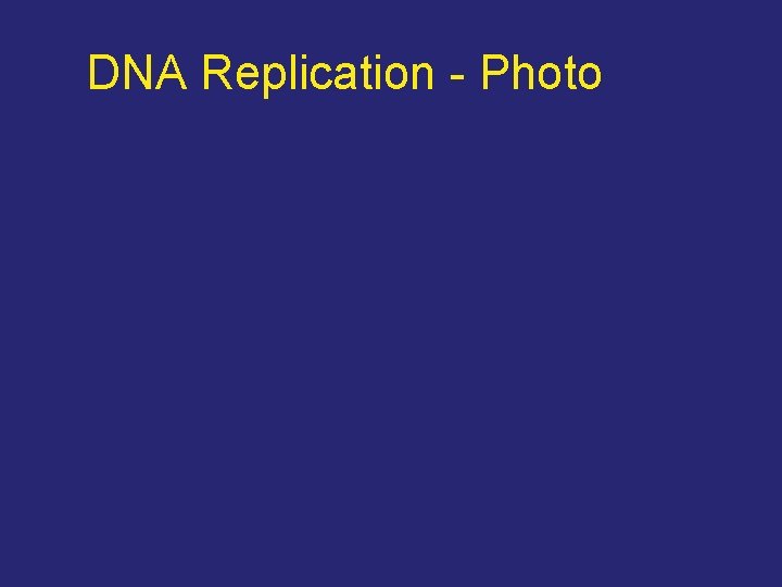 DNA Replication - Photo 
