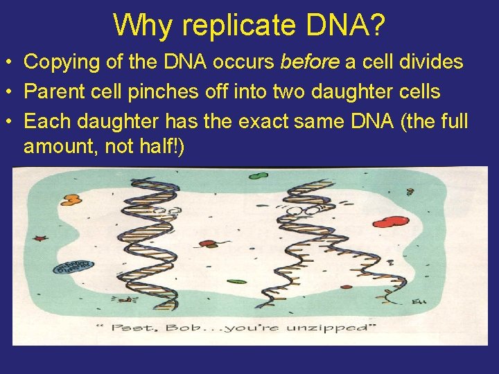 Why replicate DNA? • Copying of the DNA occurs before a cell divides •