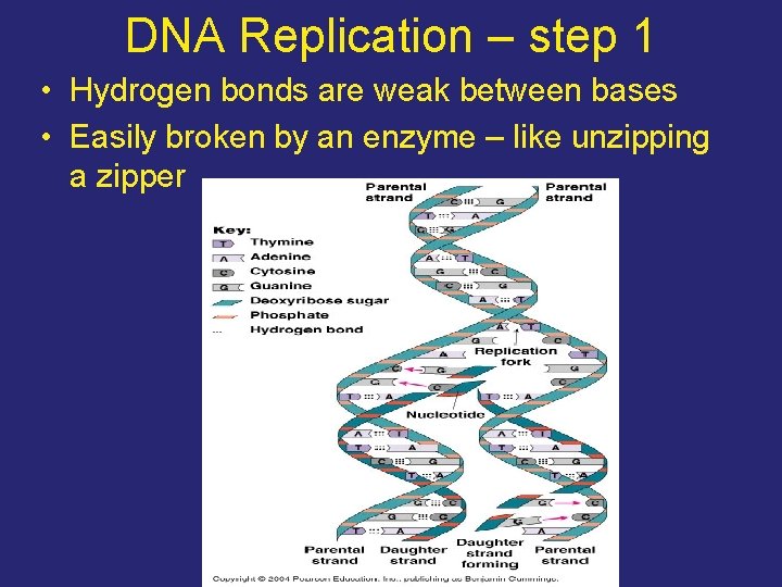 DNA Replication – step 1 • Hydrogen bonds are weak between bases • Easily