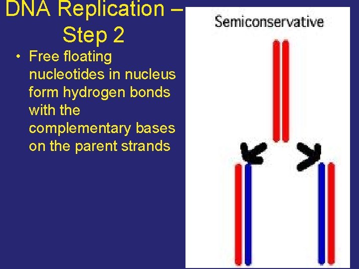 DNA Replication – Step 2 • Free floating nucleotides in nucleus form hydrogen bonds