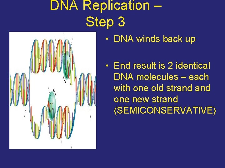 DNA Replication – Step 3 • DNA winds back up • End result is