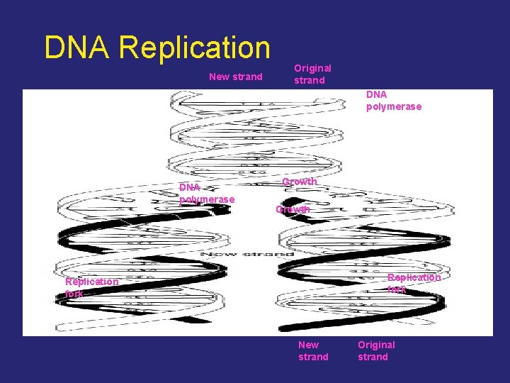 DNA Replication New strand Original strand DNA polymerase Growth Replication fork New strand Original