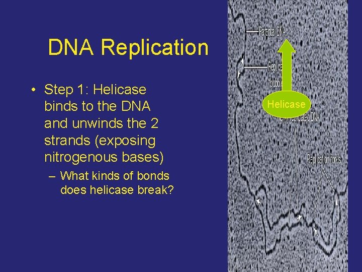 DNA Replication • Step 1: Helicase binds to the DNA and unwinds the 2