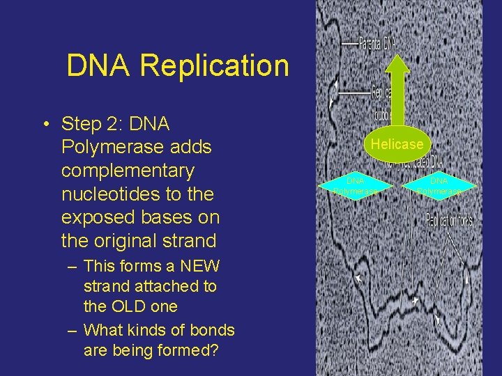 DNA Replication • Step 2: DNA Polymerase adds complementary nucleotides to the exposed bases