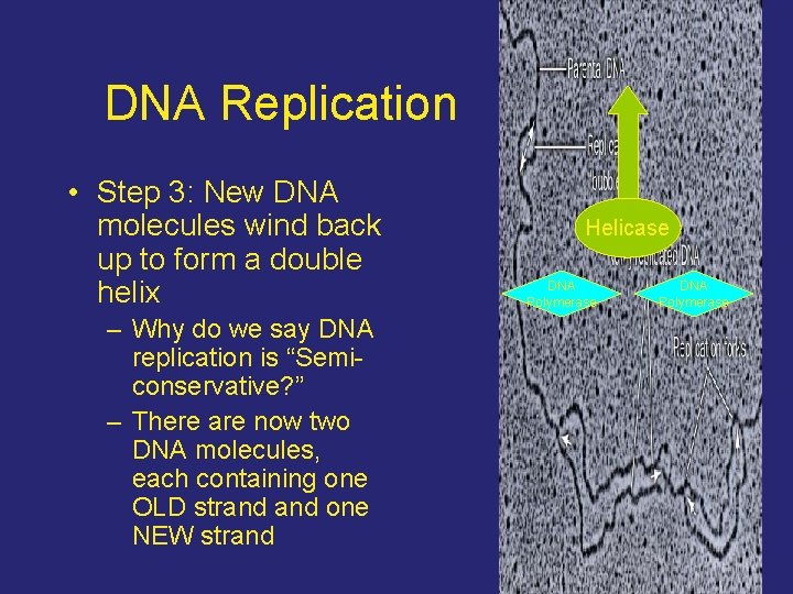 DNA Replication • Step 3: New DNA molecules wind back up to form a