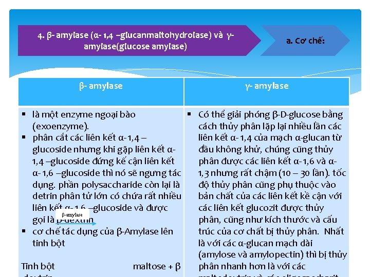 4. β- amylase (α- 1, 4 –glucanmaltohydrolase) và γamylase(glucose amylase) β- amylase a. Cơ