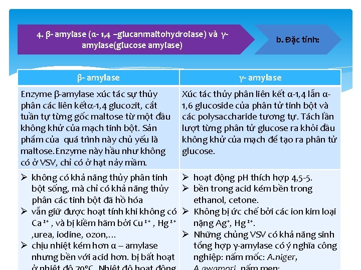 4. β- amylase (α- 1, 4 –glucanmaltohydrolase) và γamylase(glucose amylase) β- amylase b. Đặc
