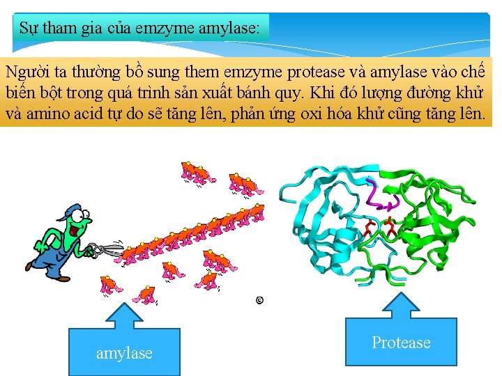 Sự tham gia của emzyme amylase: Người ta thường bồ sung them emzyme protease