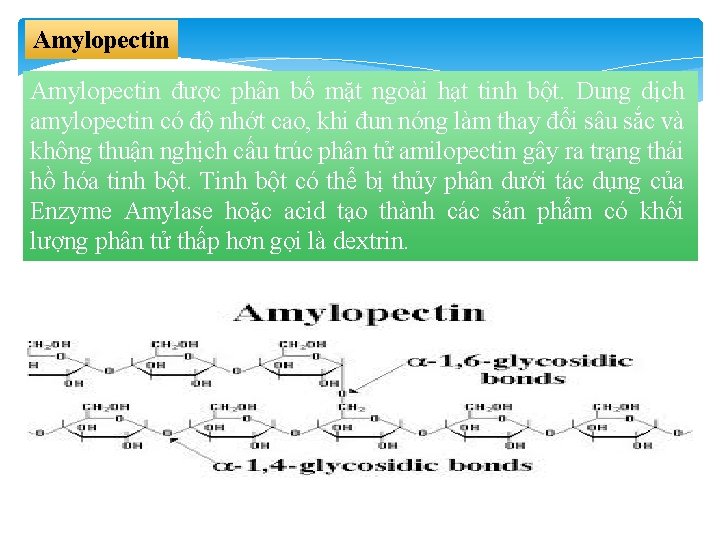 Amylopectin được phân bố mặt ngoài hạt tinh bột. Dung dịch amylopectin có độ
