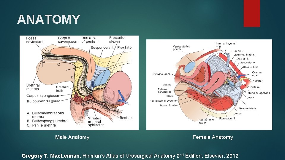 ANATOMY Male Anatomy Female Anatomy Gregory T. Mac. Lennan. Hinman’s Atlas of Urosurgical Anatomy