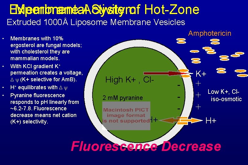 Experimental System Membrane Activity of Hot-Zone Extruded 1000Å Liposome Membrane Vesicles • • Membranes