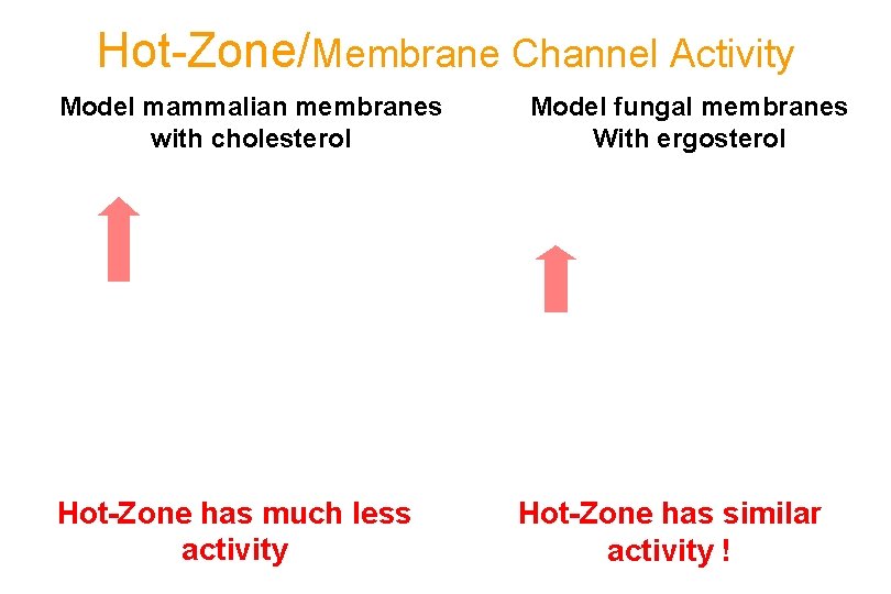 Hot-Zone/Membrane Channel Activity Model mammalian membranes with cholesterol Hot-Zone has much less activity Model