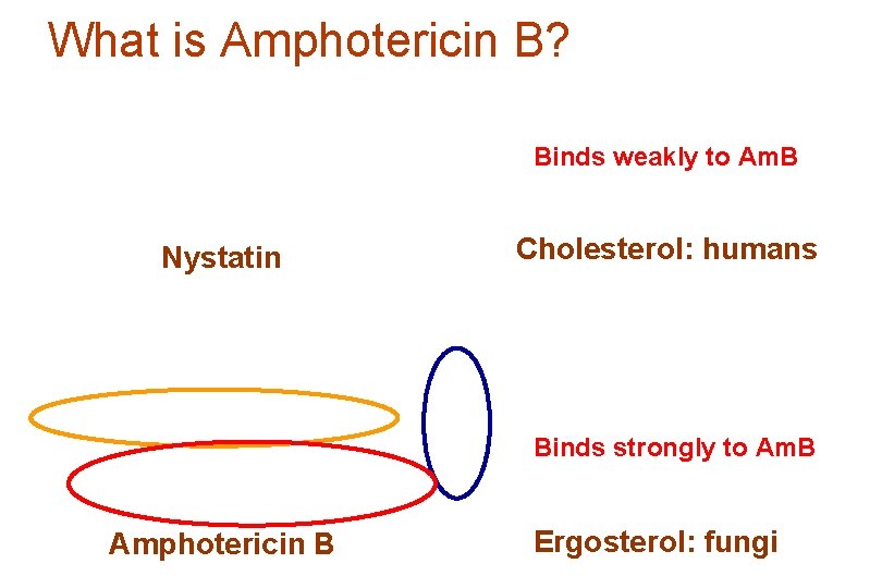 What is Amphotericin B? Binds weakly to Am. B Nystatin Cholesterol: humans Binds strongly