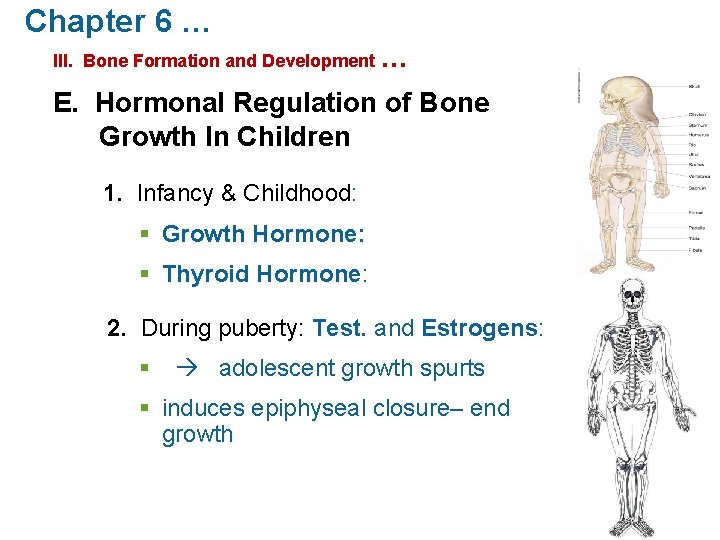 Chapter 6 … III. Bone Formation and Development … E. Hormonal Regulation of Bone