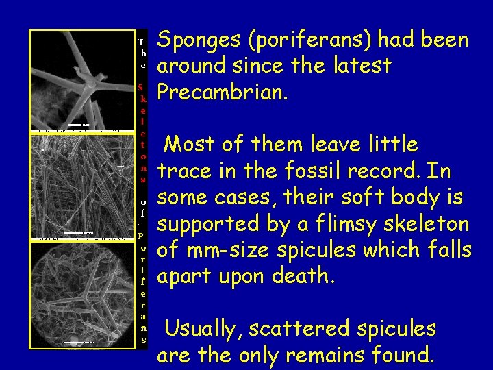 Sponges (poriferans) had been around since the latest Precambrian. Most of them leave little Sponges (poriferans) had been around since the latest Precambrian. Most of them leave little