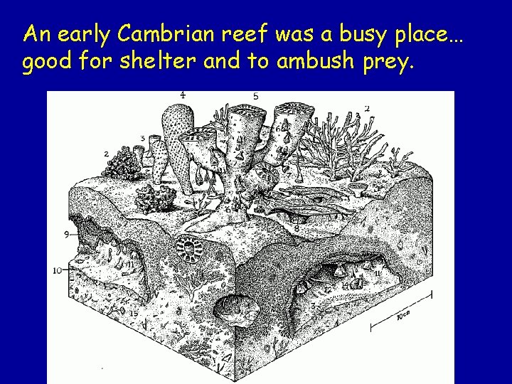An early Cambrian reef was a busy place… good for shelter and to ambush An early Cambrian reef was a busy place… good for shelter and to ambush