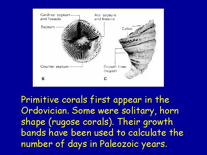 Primitive corals first appear in the Ordovician. Some were solitary, horn shape (rugose corals). Primitive corals first appear in the Ordovician. Some were solitary, horn shape (rugose corals).