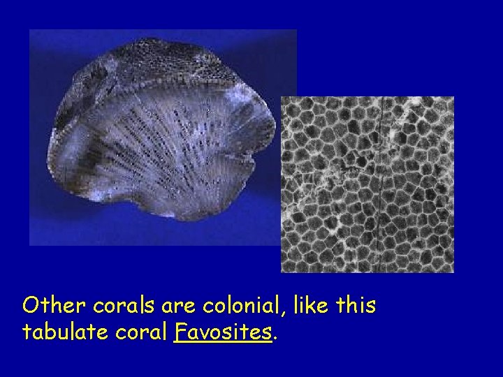 Other corals are colonial, like this tabulate coral Favosites. Other corals are colonial, like this tabulate coral Favosites.