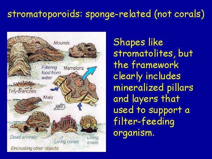 stromatoporoids: sponge-related (not corals) Shapes like stromatolites, but the framework clearly includes mineralized pillars stromatoporoids: sponge-related (not corals) Shapes like stromatolites, but the framework clearly includes mineralized pillars
