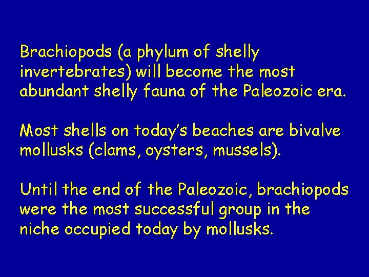 Brachiopods (a phylum of shelly invertebrates) will become the most abundant shelly fauna of Brachiopods (a phylum of shelly invertebrates) will become the most abundant shelly fauna of